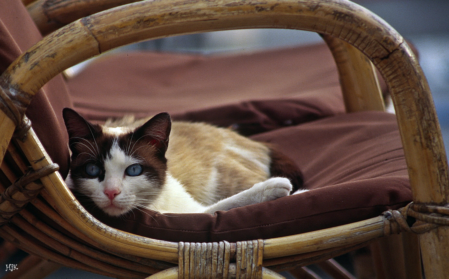 Katze hat den Durchblick