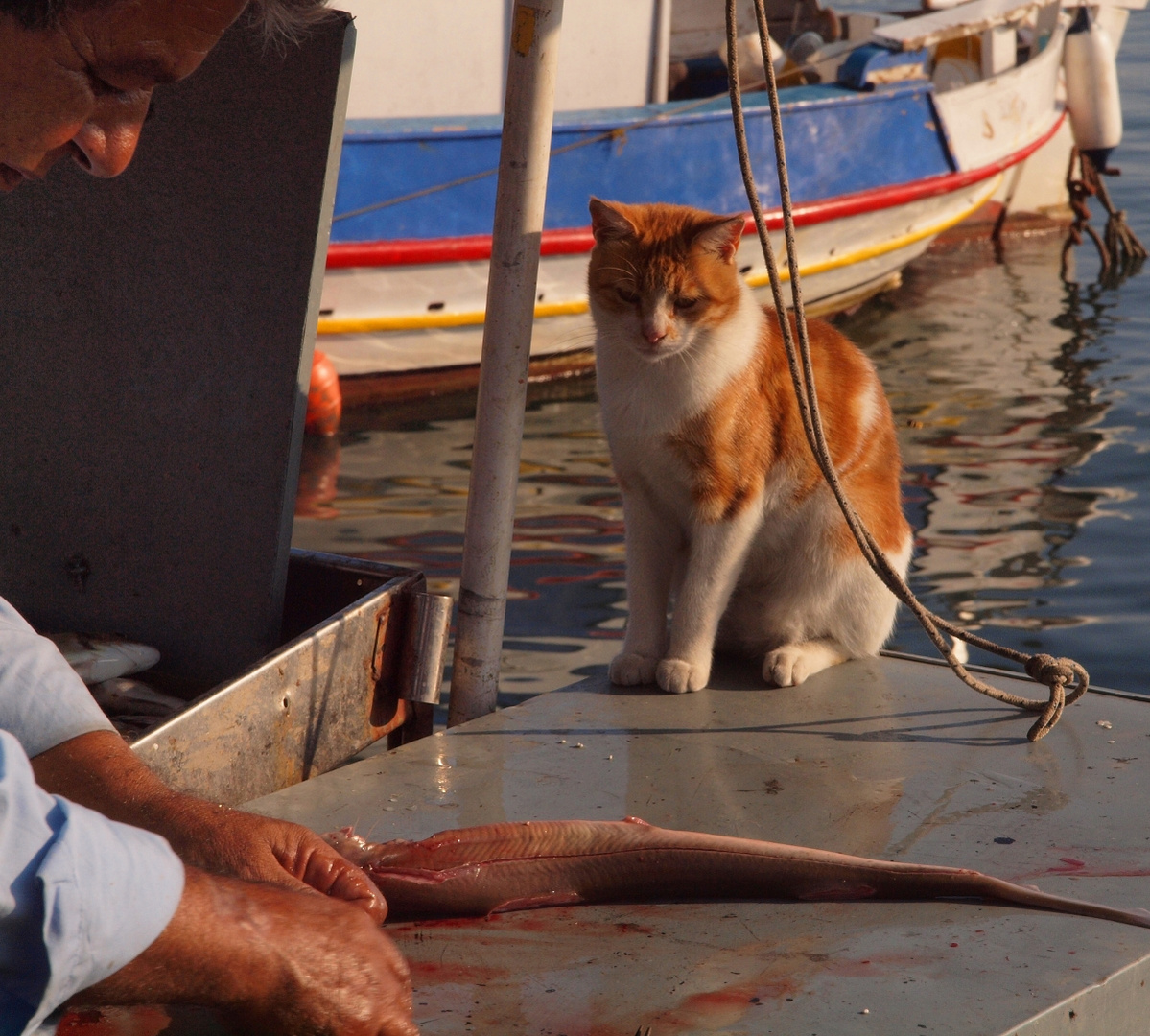 Katze hat Hunger....