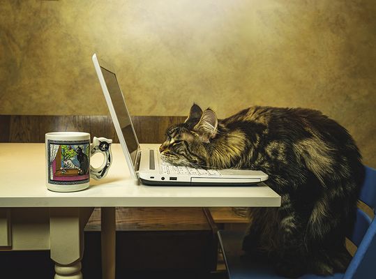 Katze hat zu viel gearbeitet