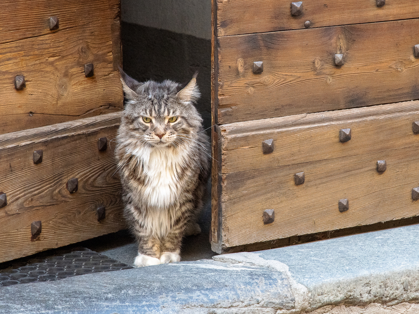 Katze, Herr des Hauses