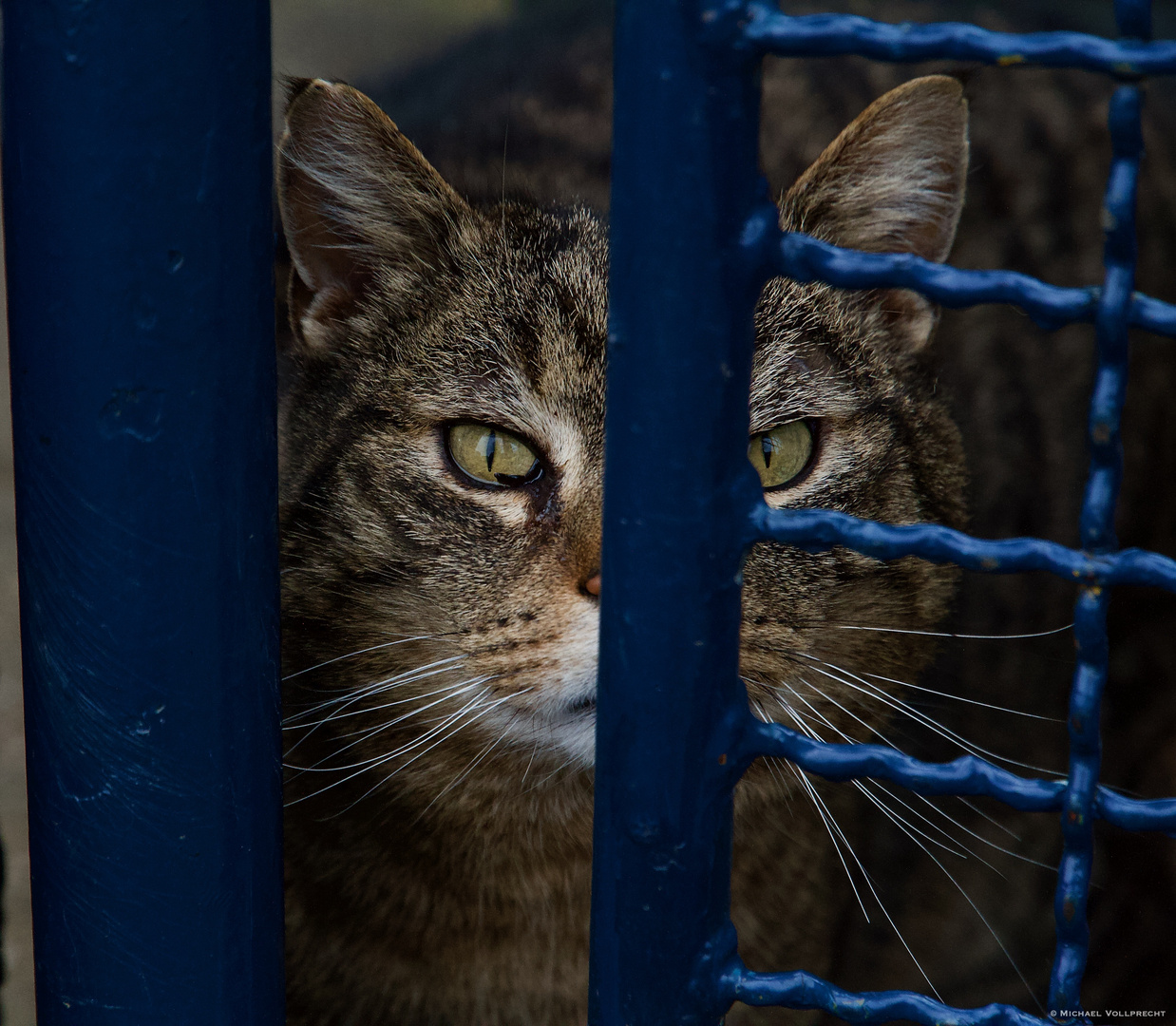 Katze hinter dem Zaun