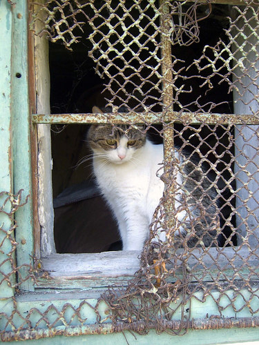 Katze hinter Gittern