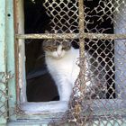 Katze hinter Gittern