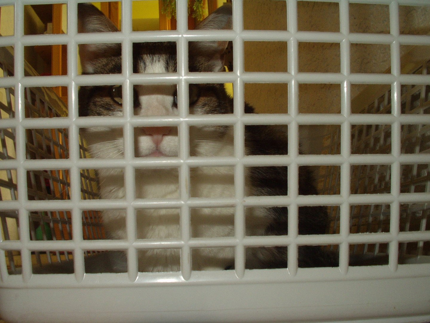 Katze hinter Gittern?