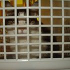 Katze hinter Gittern?