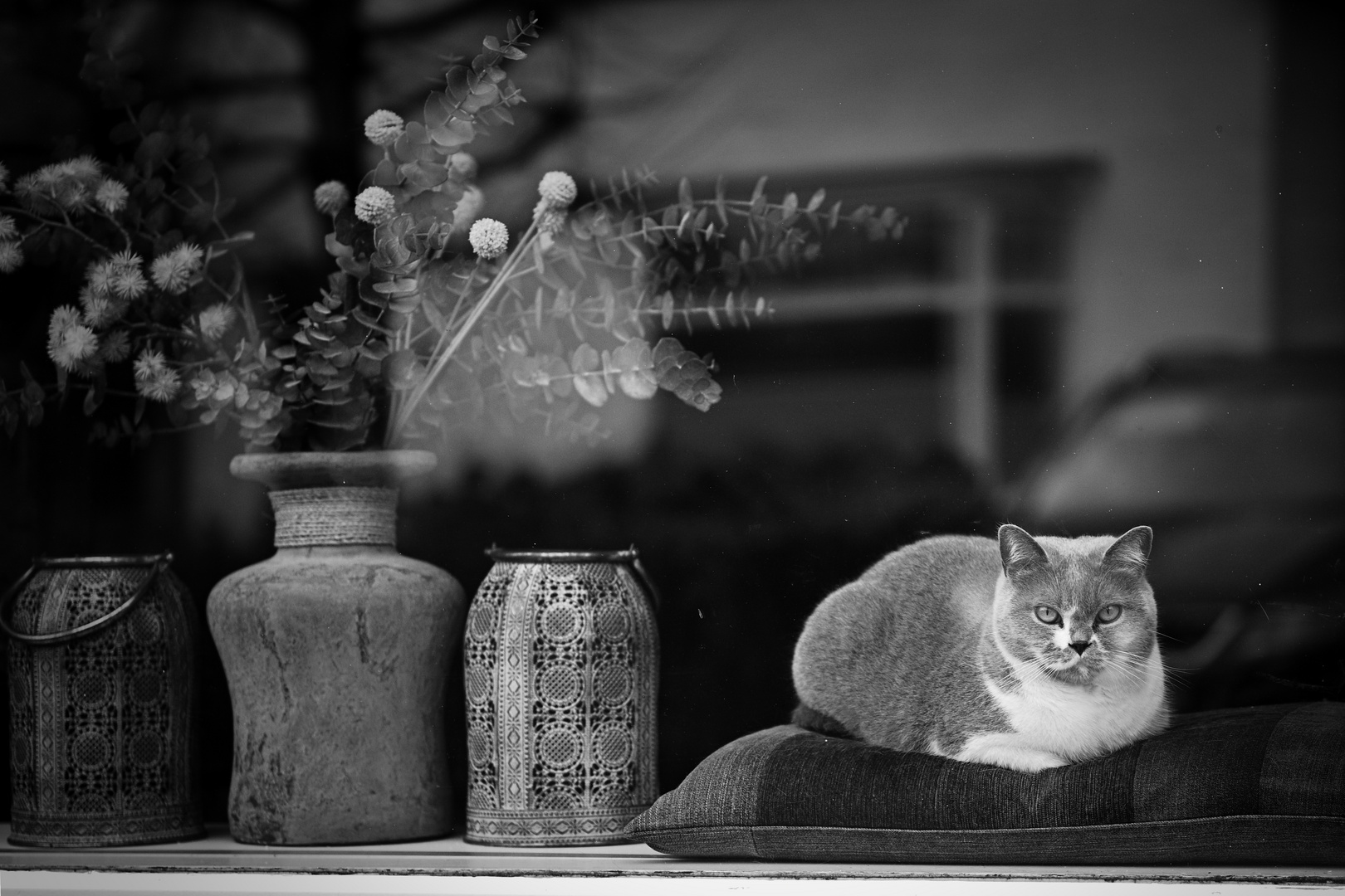 Katze hinter Glas