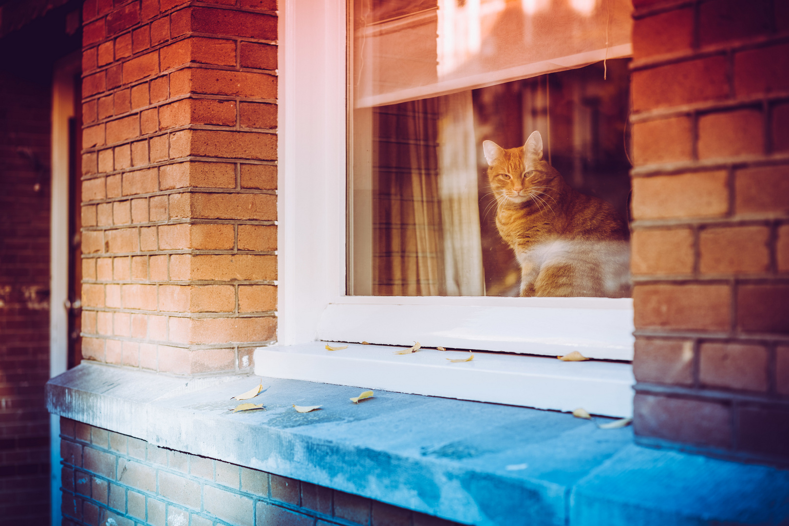 Katze hinterm Fenster