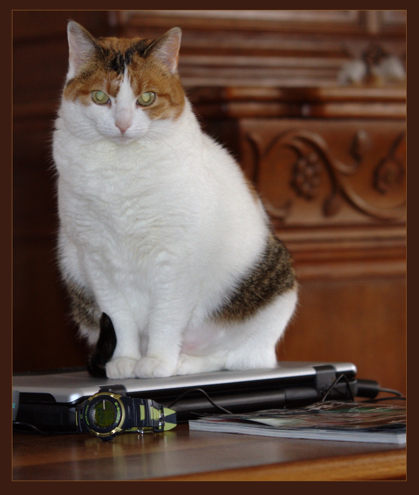 Katze, Hüterin des Notebook