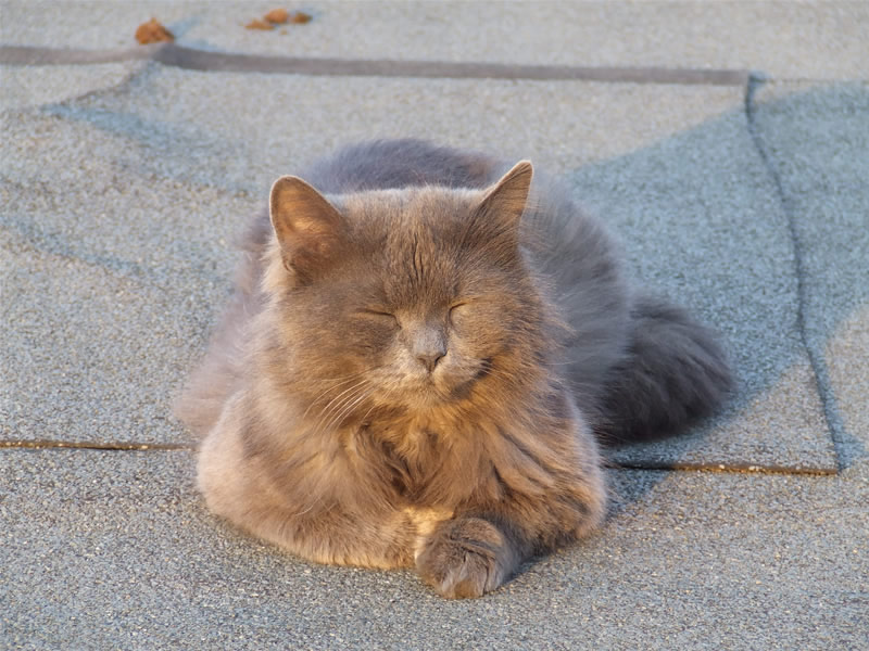 Katze im Abendlicht