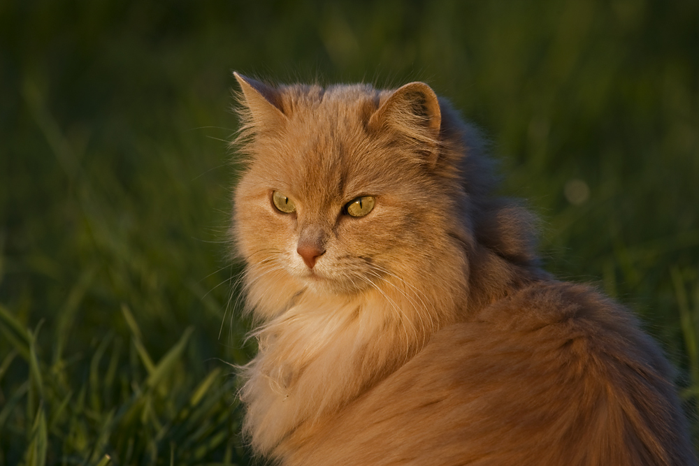 Katze im Abendlicht