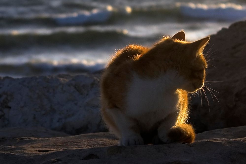 Katze im Abendlicht