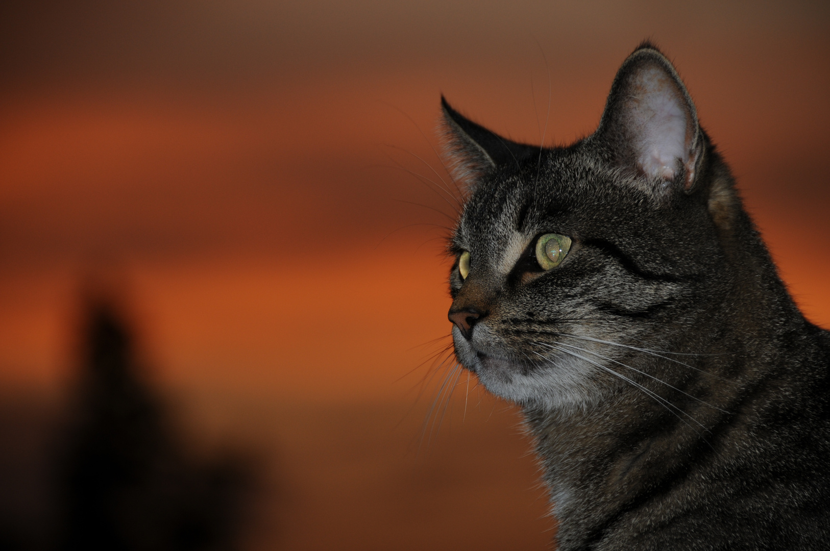 Katze im Abendrot