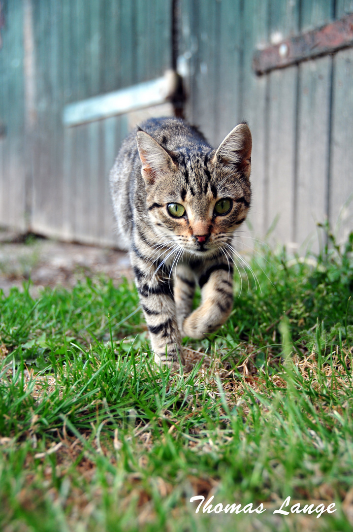 Katze im Anmarsch