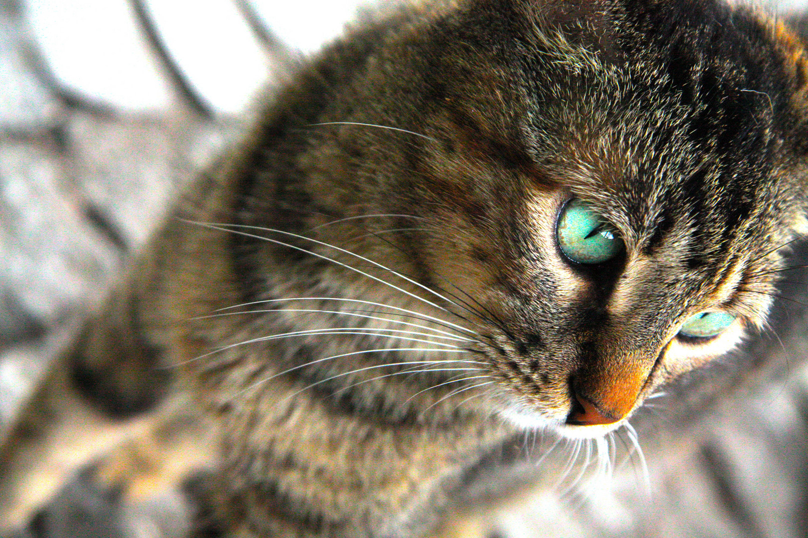 Katze im atemberaubenden Istanbul