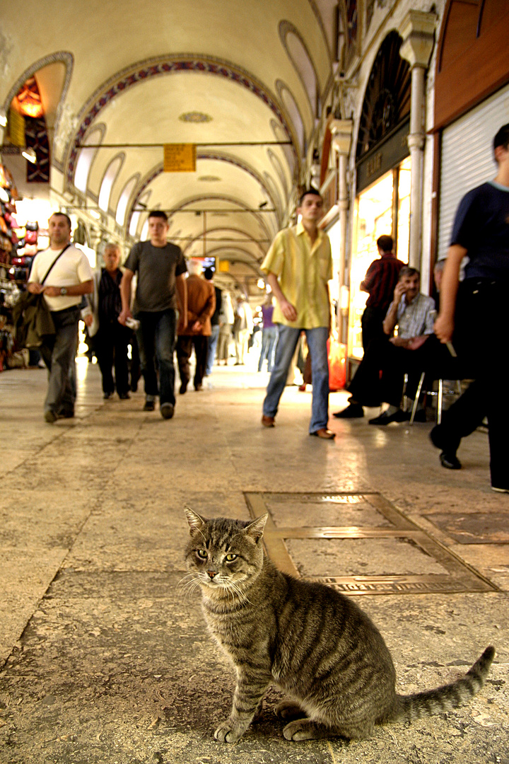 Katze im Basar