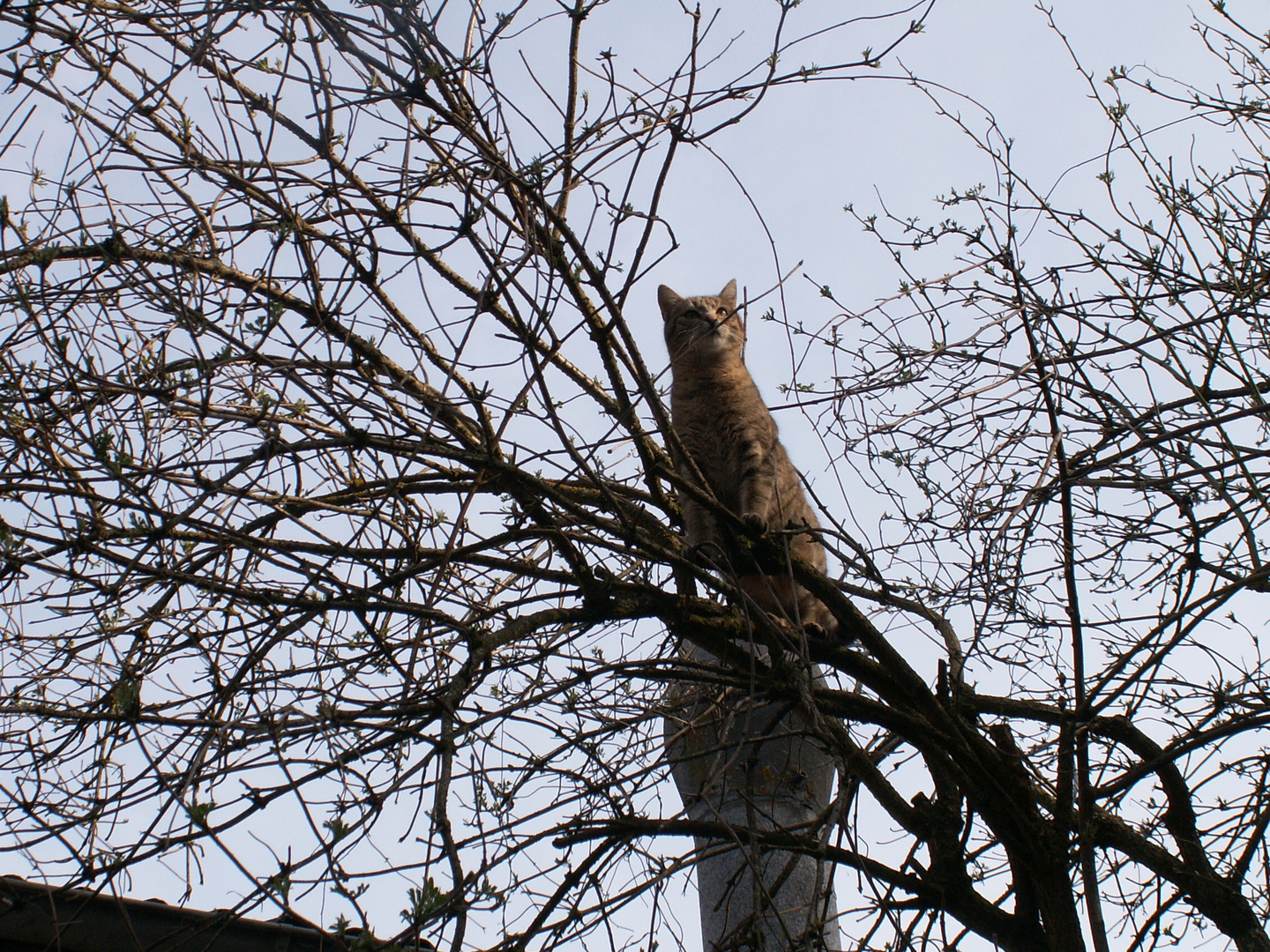 Katze im Baum