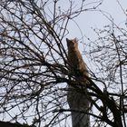 Katze im Baum