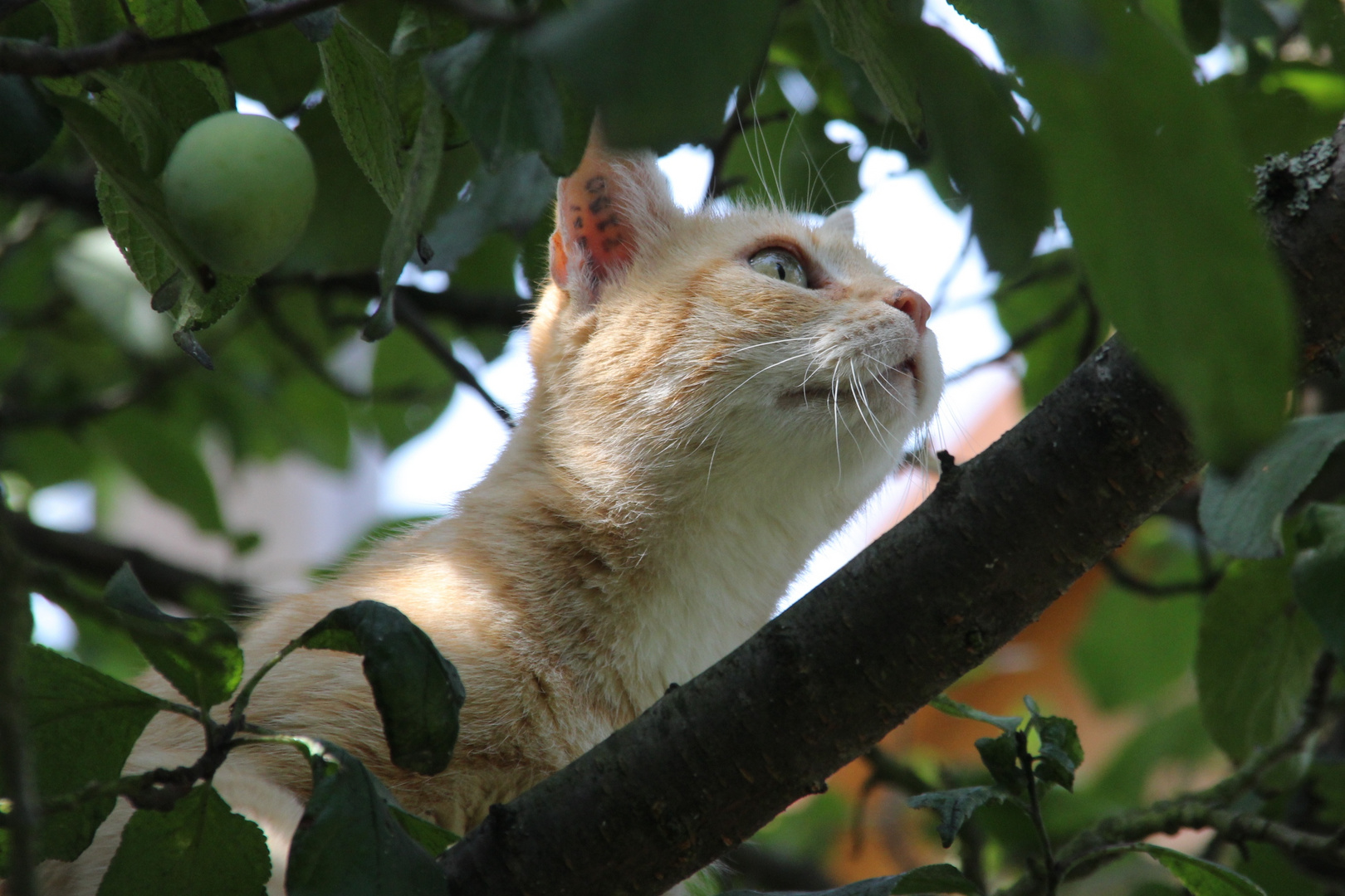 Katze im Baum...