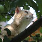 Katze im Baum...