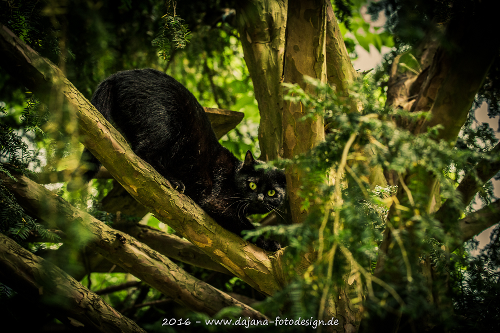 Katze im Baum