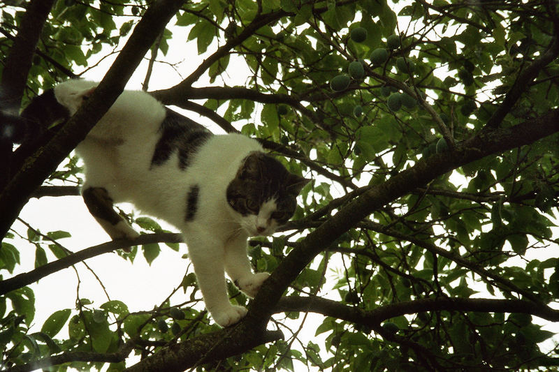 Katze im Baum