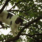 Katze im Baum