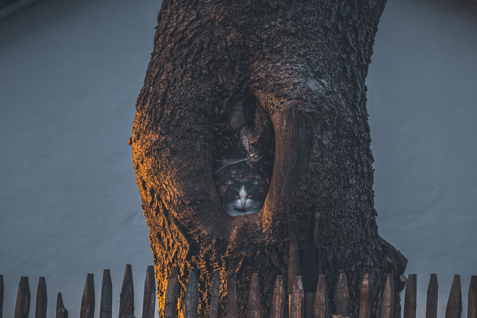 Katze im Baum :-)