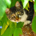 Katze im Baum