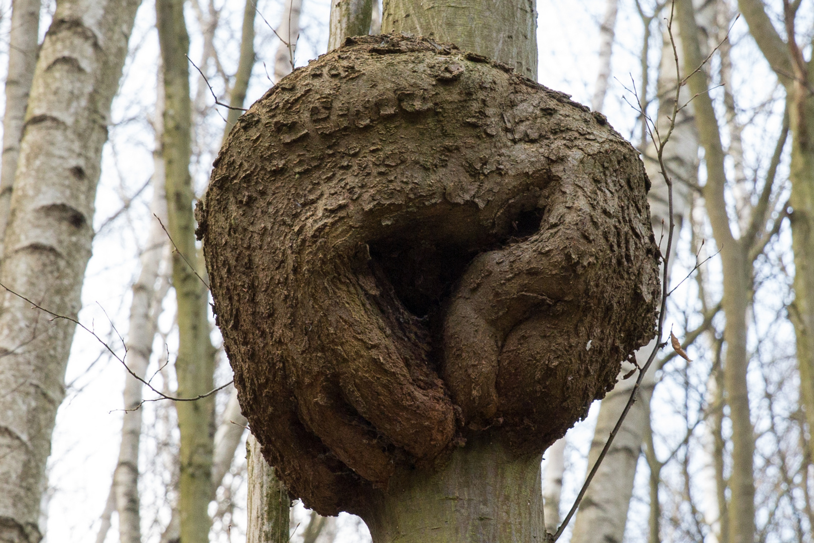 Katze im Baum