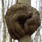 Katze im Baum