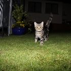 Katze im Blitzlichtgweitter