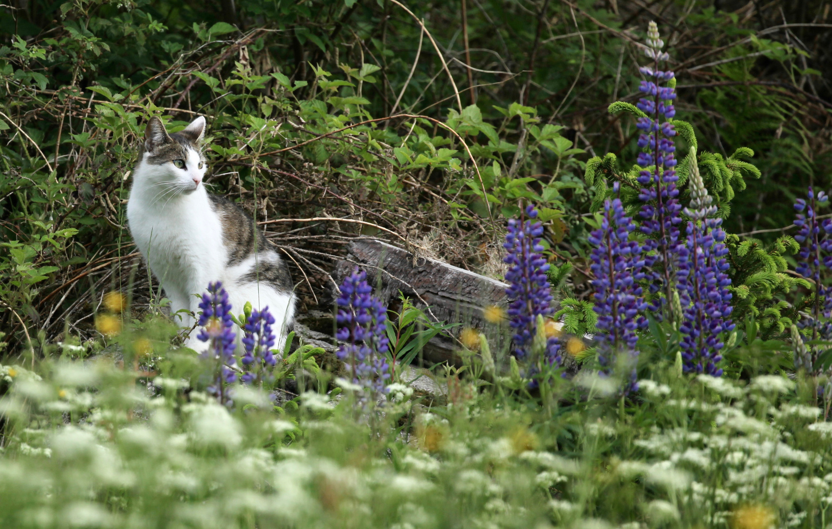 Katze im Blütenmeer
