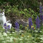 Katze im Blütenmeer