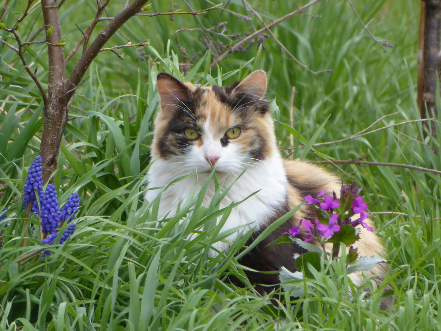 Katze im Blumenbeet