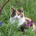 Katze im Blumenbeet