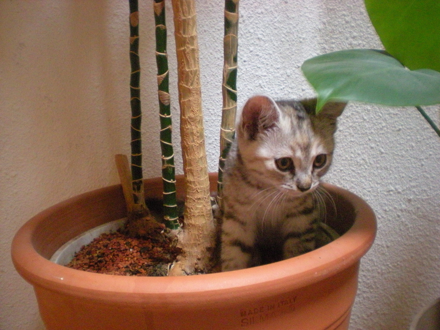 Katze im Blumentopf :)