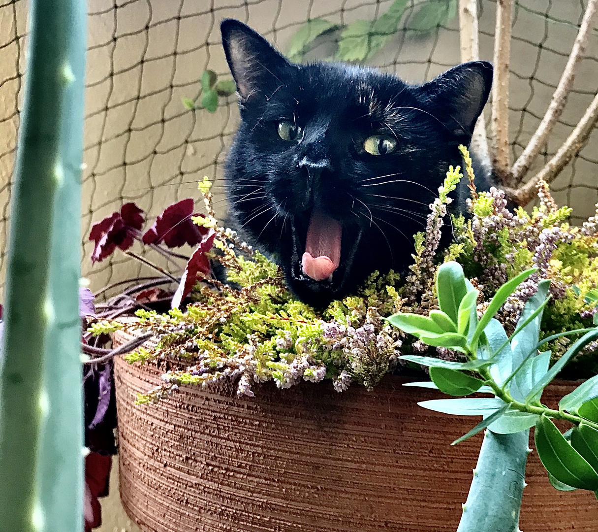 Katze im Blumentopf 