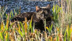 Katze im Britzer Garten