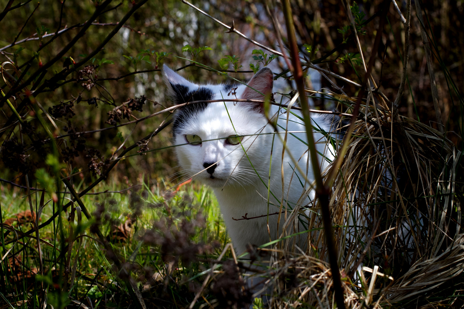 Katze im Busch