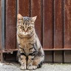 Katze im Château des Adhémar - Montélimar - France