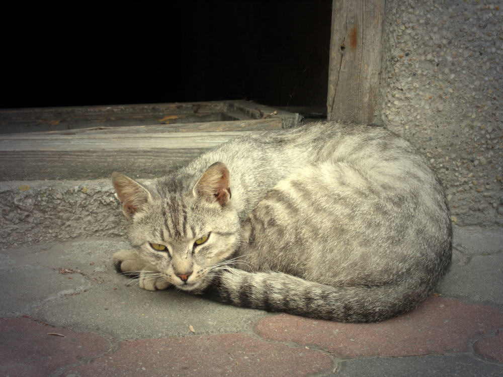 Katze im Dämmerlicht