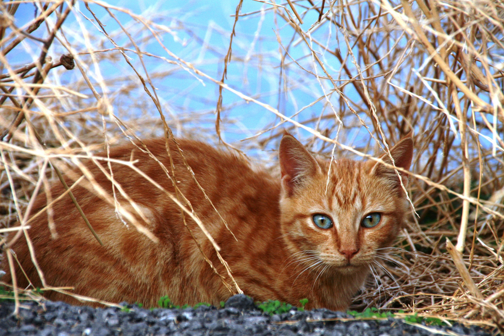 Katze im Dickicht