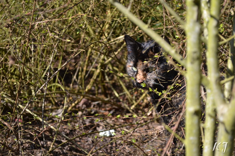 Katze im Dornengestrüpp