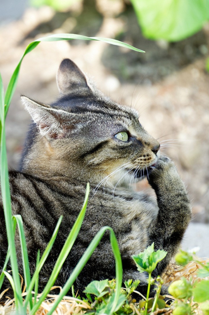 Katze im Erdbeerbeet