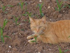 KATZE im Feld 1