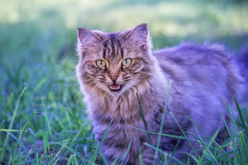 Katze im Feld