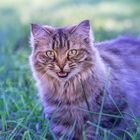 Katze im Feld