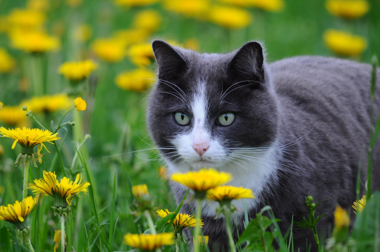 Katze im Feld