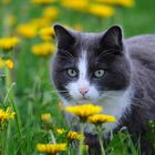 Katze im Feld