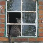 Katze im Fenster